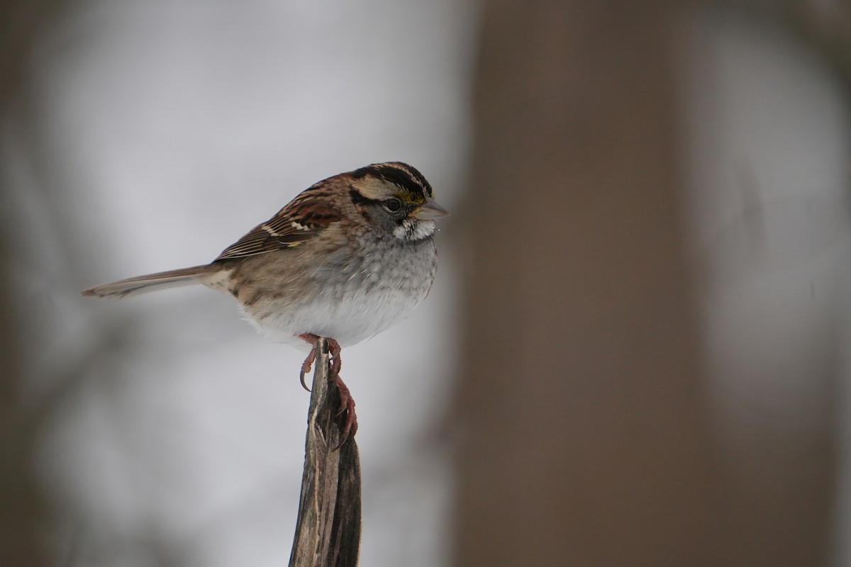 White-throated Sparrow - ML646803312