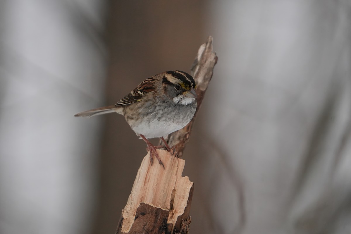White-throated Sparrow - ML646803313