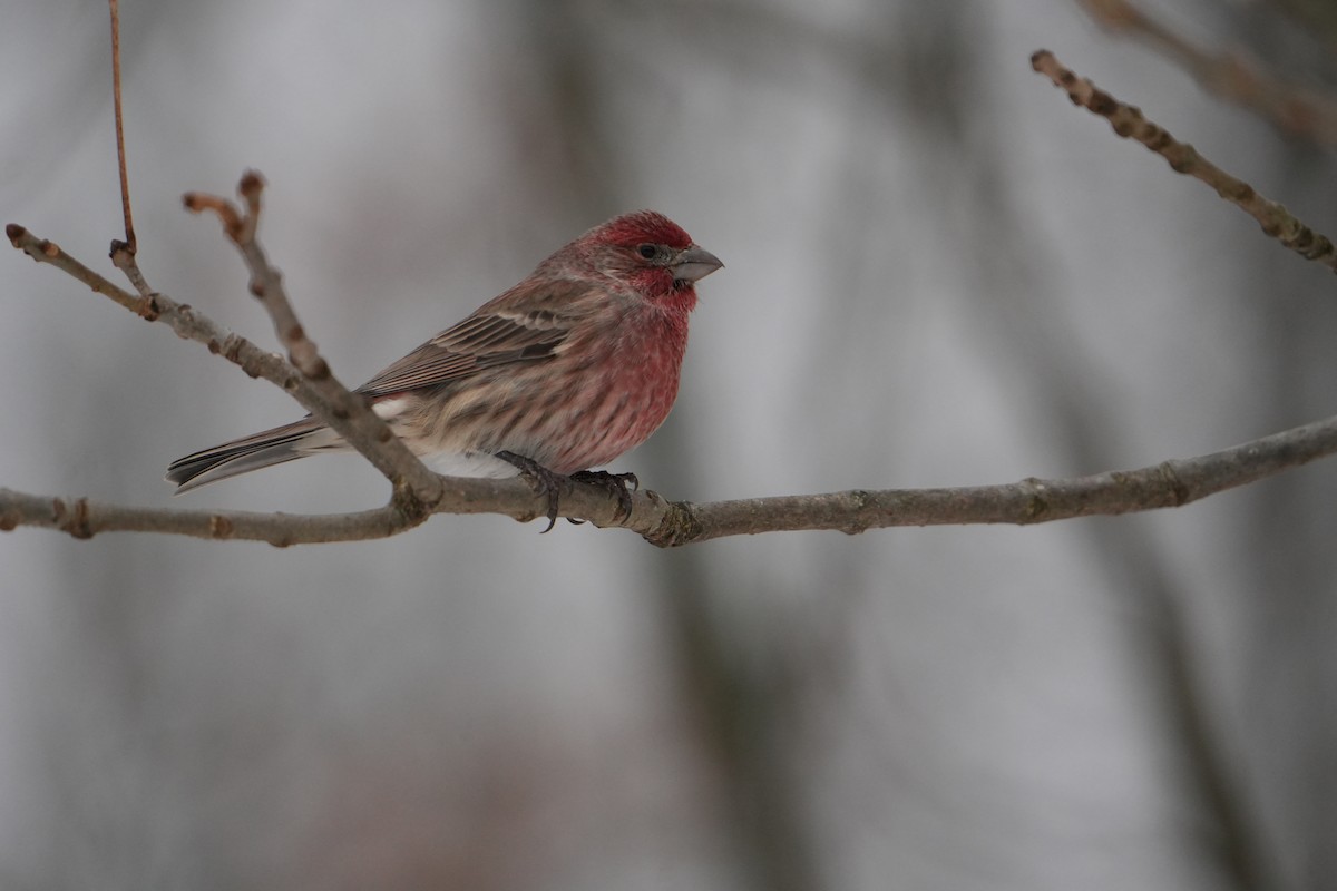 Burugorri arrunta - ML646803316