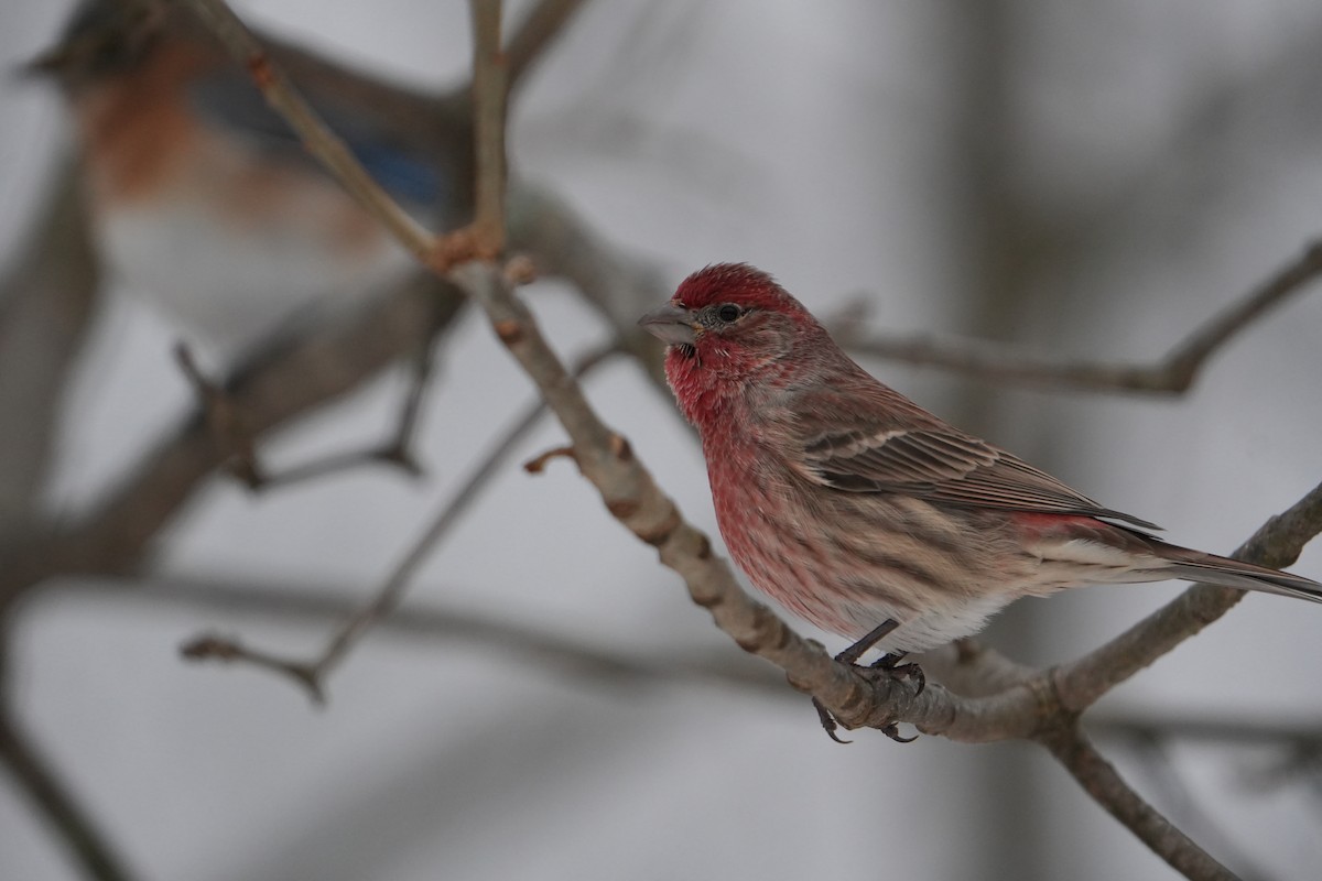 Burugorri arrunta - ML646803317