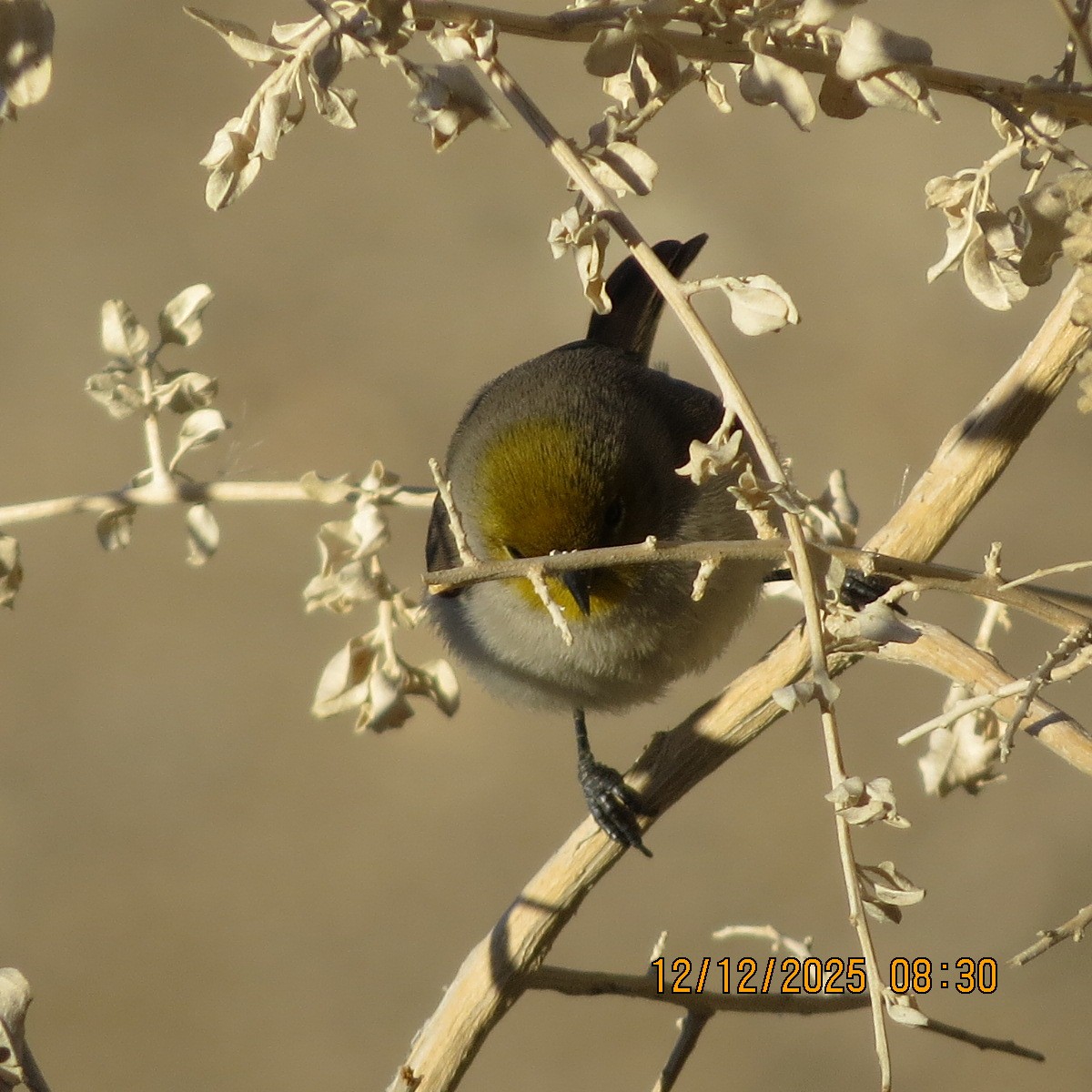 Verdin - ML646803319