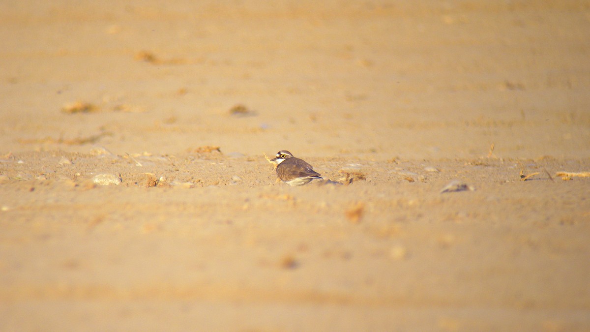 Little Ringed Plover - ML646803320