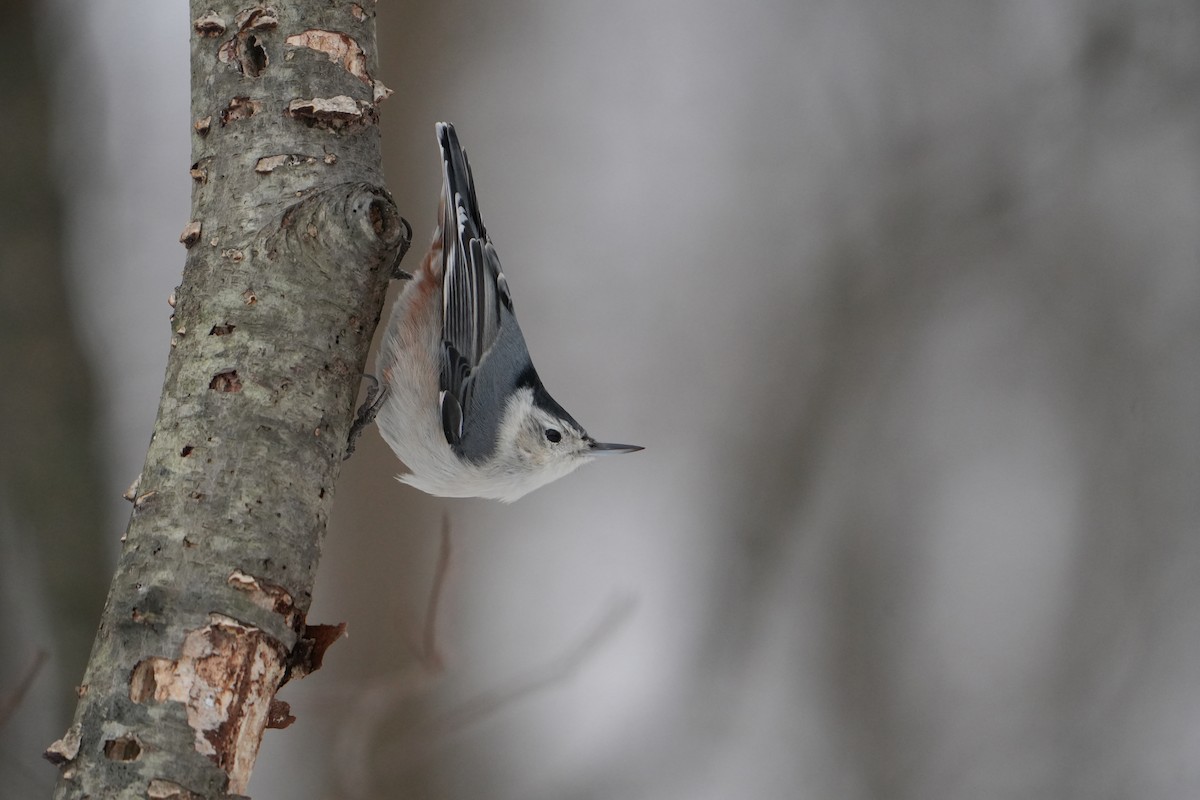 White-breasted Nuthatch - ML646803323