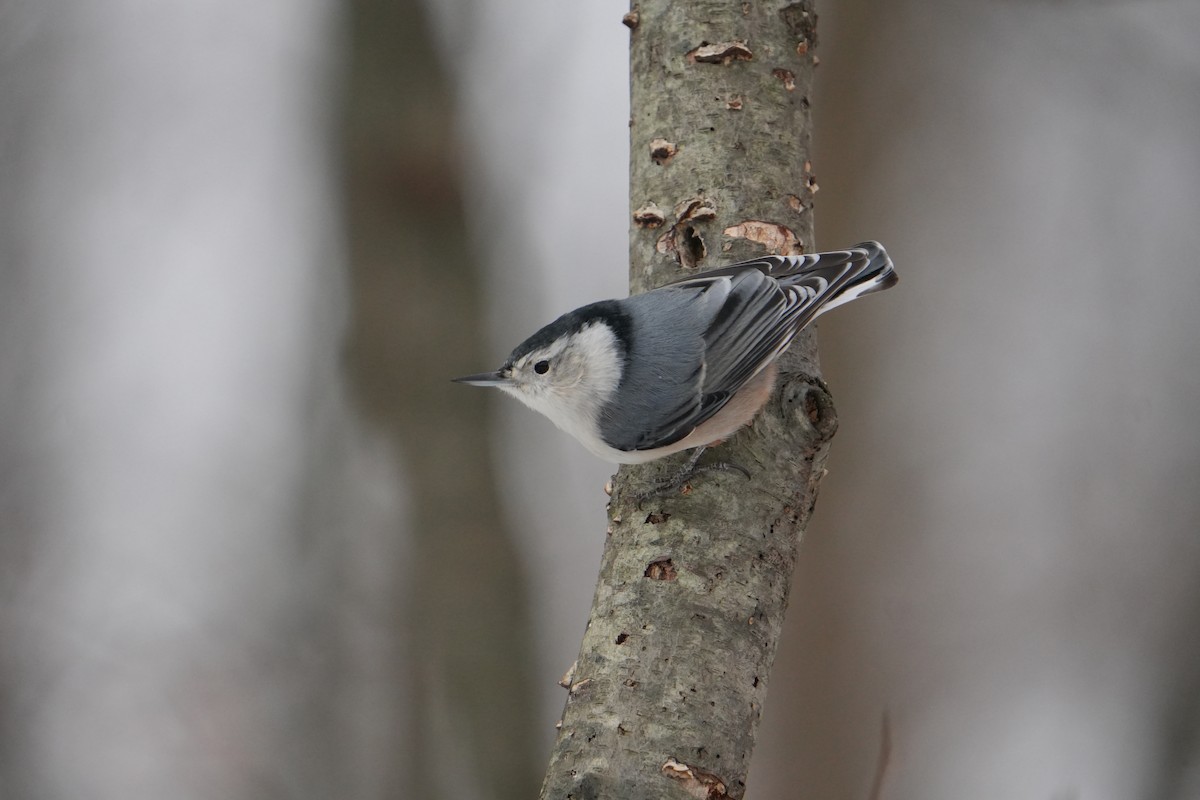 White-breasted Nuthatch - ML646803324