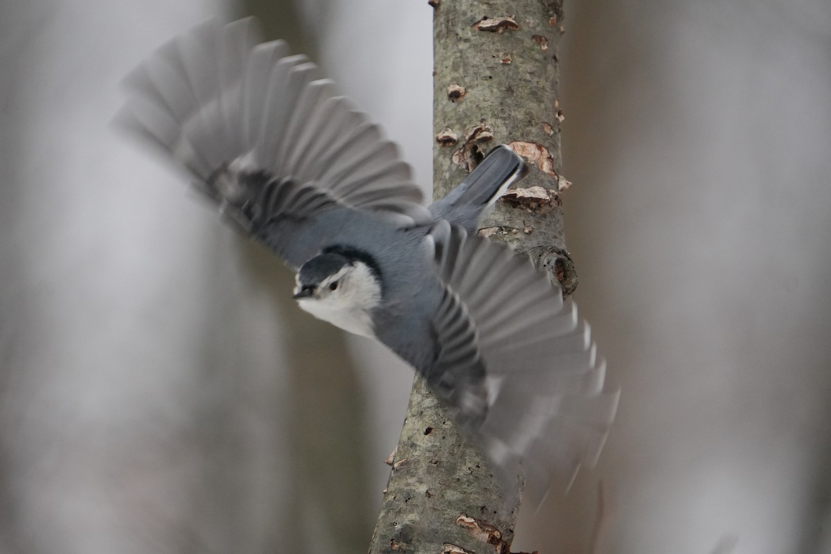 White-breasted Nuthatch - ML646803325