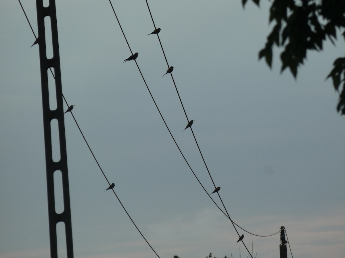 European Bee-eater - ML646803326