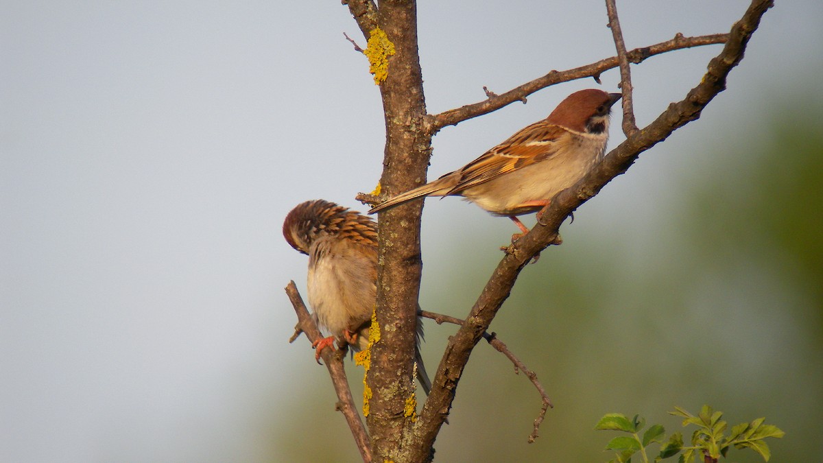 Ağaç Serçesi - ML646803328