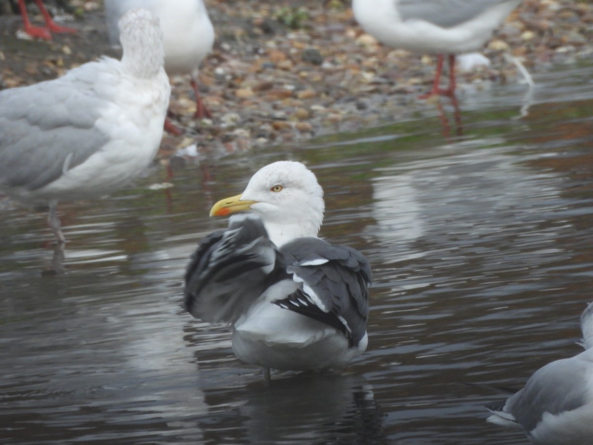 Lesser Black-backed Gull - ML646803329