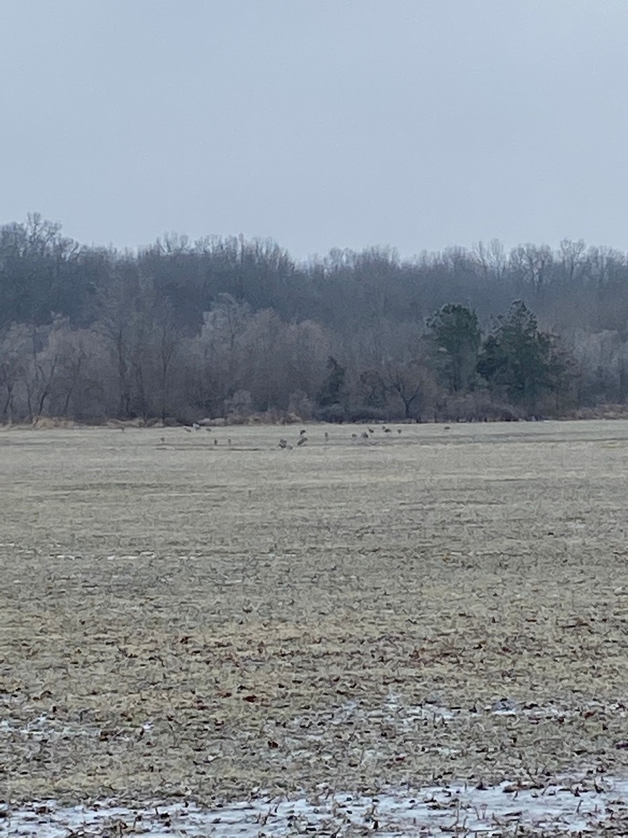 沙丘鶴 - ML646803330