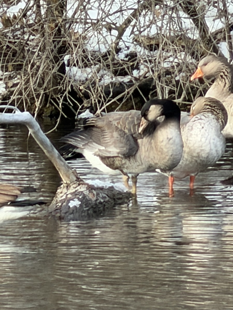 Graylag x Canada Goose (hybrid) - ML646803332