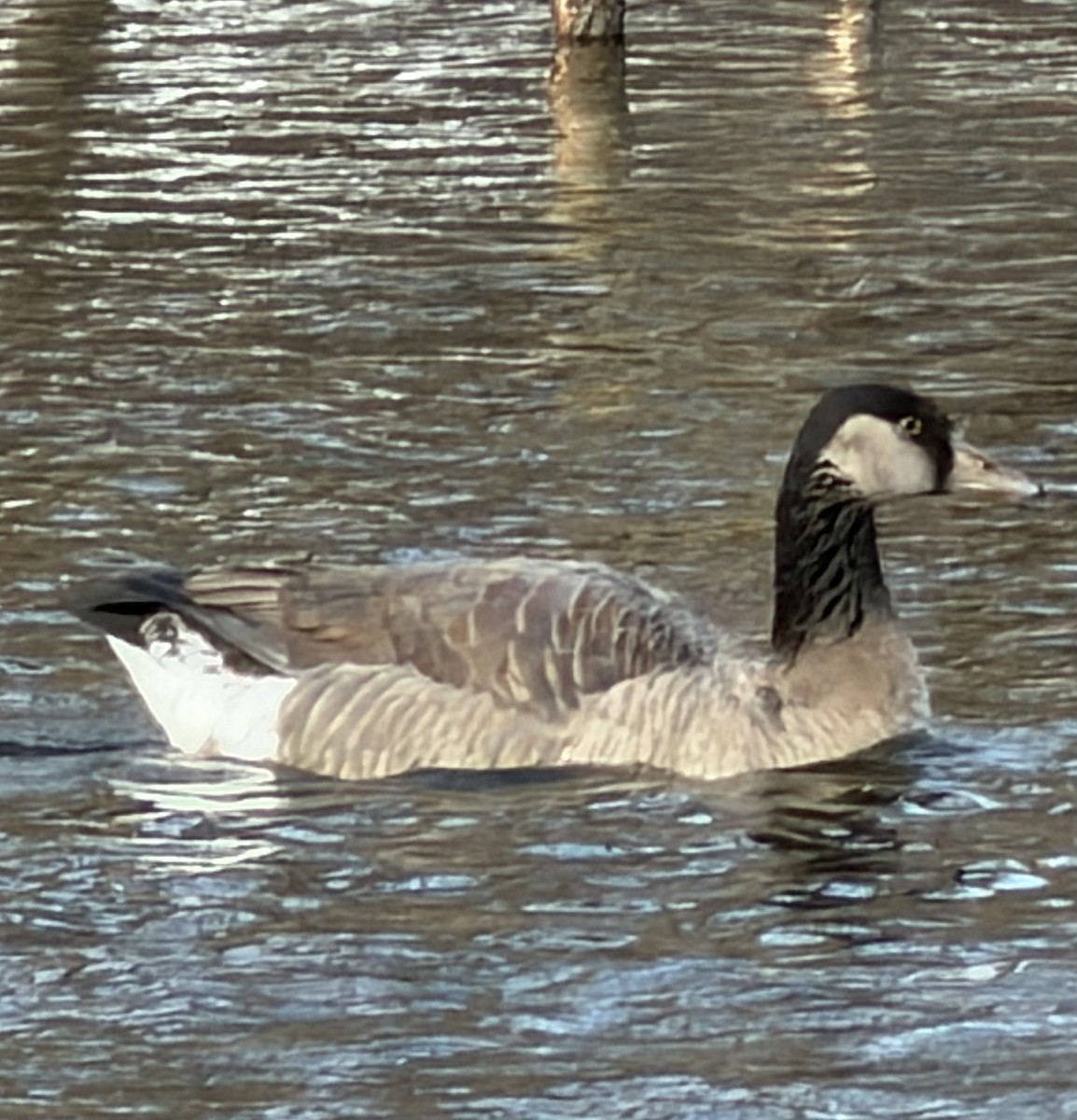 Graylag x Canada Goose (hybrid) - ML646803333