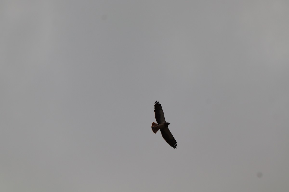 káně bělohrdlá - ML646803336