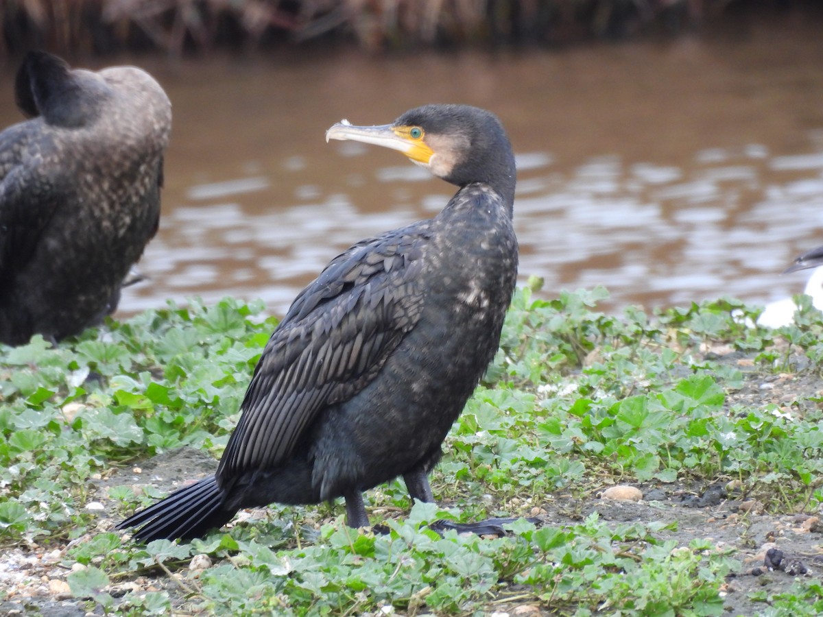 Great Cormorant - ML646803337