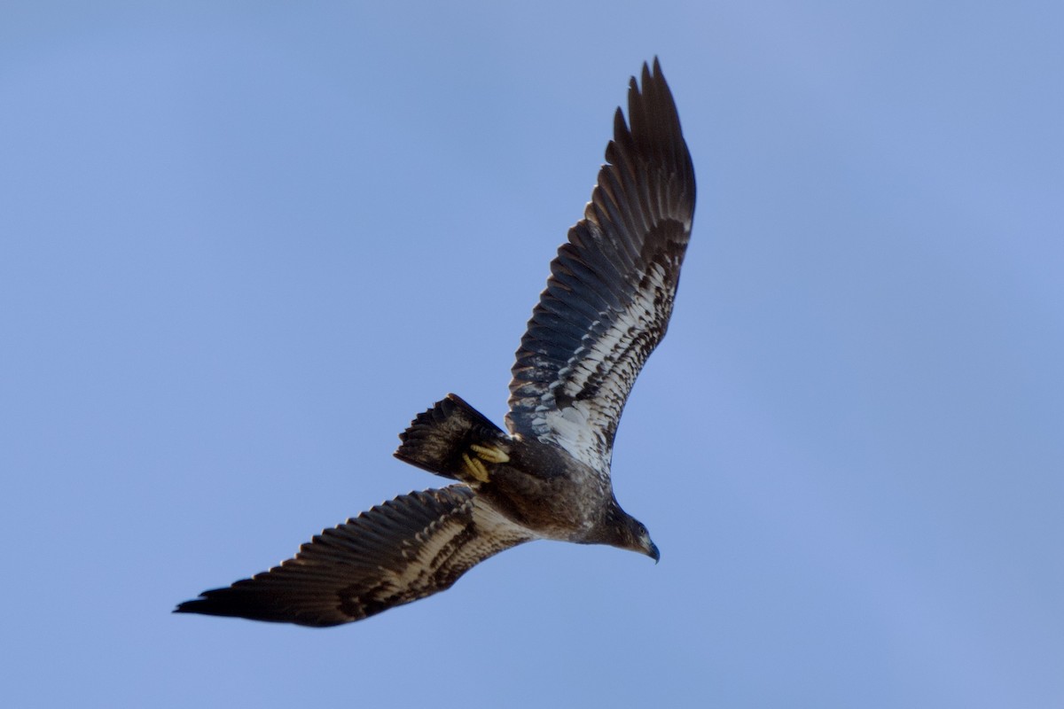 hvithodehavørn - ML646803338