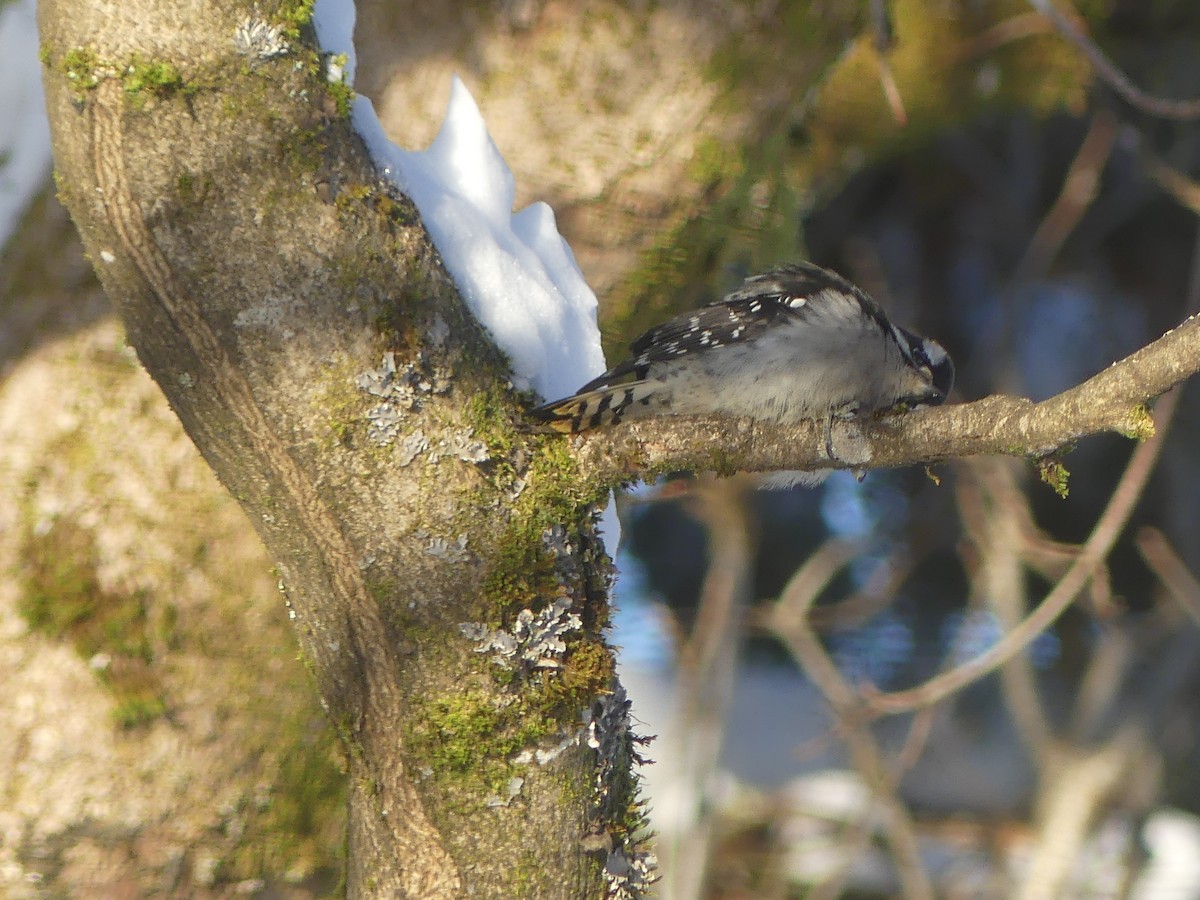 Downy Woodpecker - ML646803341