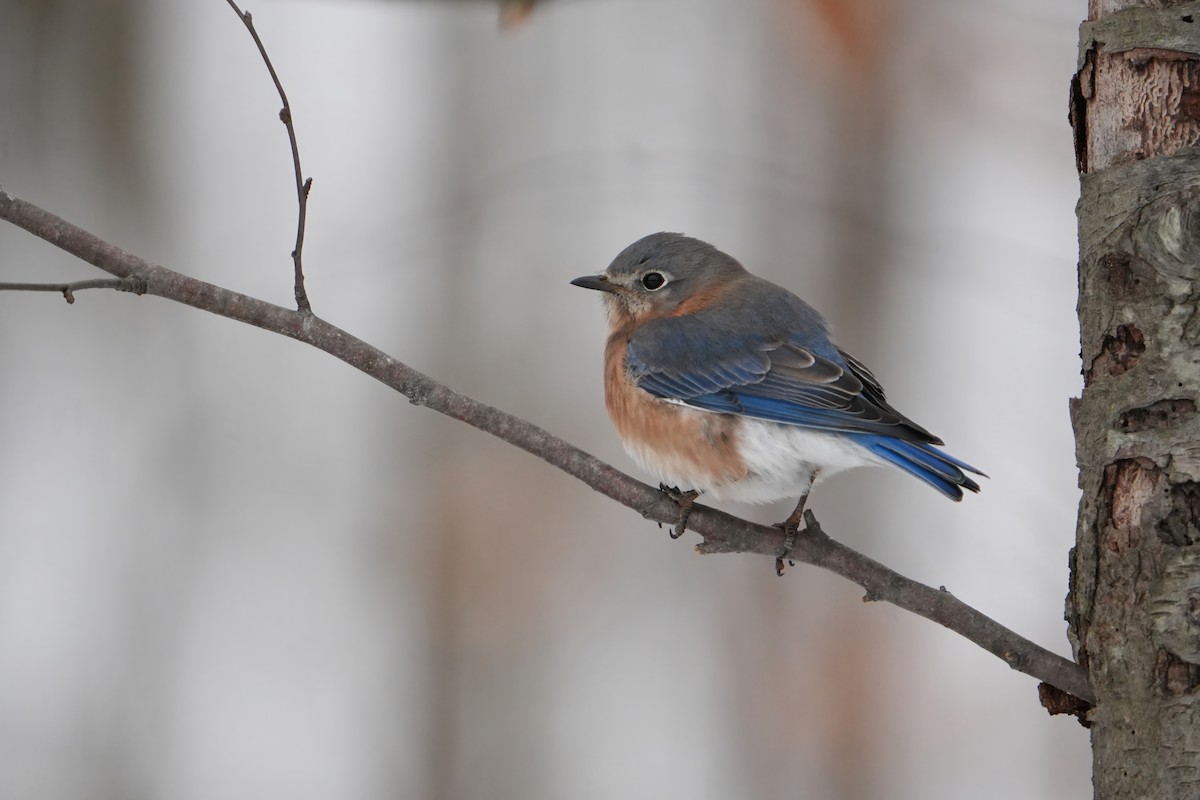 Azulejo Oriental - ML646803342