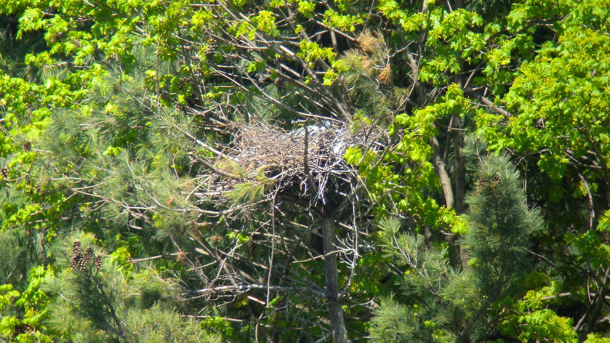 Хөх дэглий - ML646803343