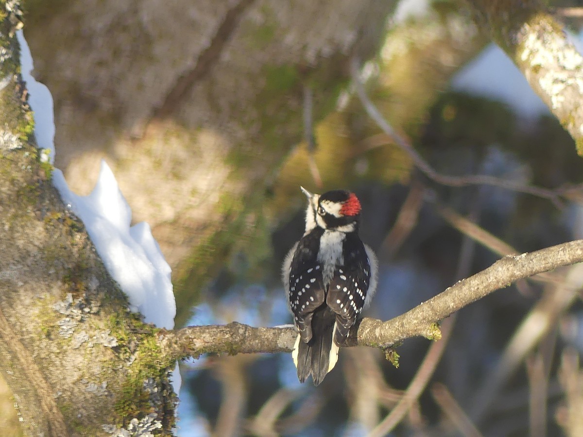 Downy Woodpecker - ML646803344