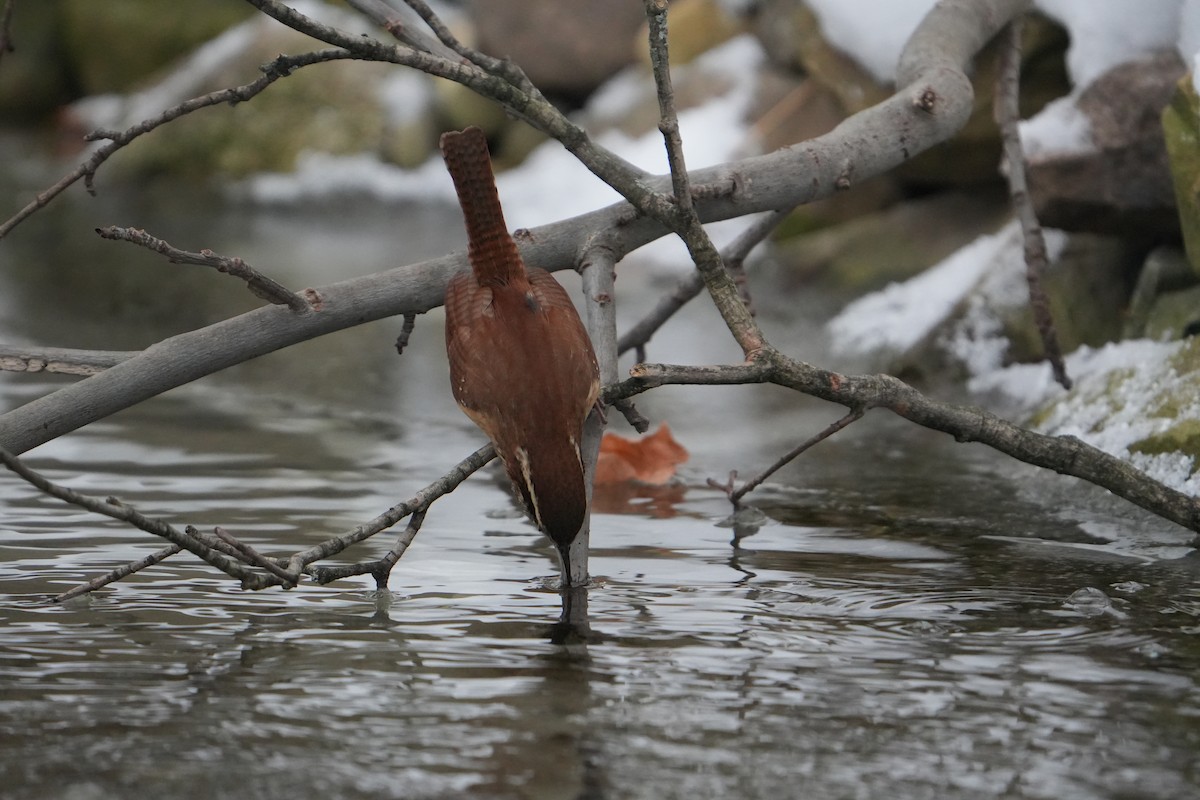 Carolina Wren - ML646803347