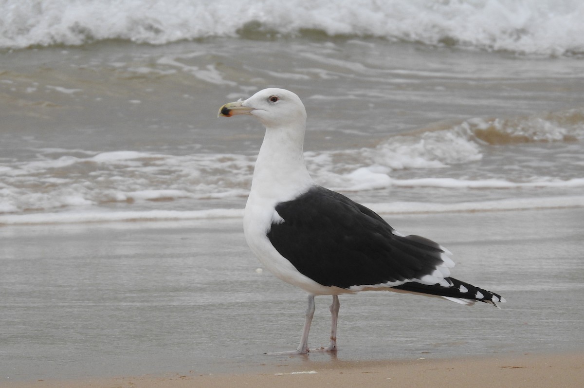 Great Black-backed Gull - ML646803351