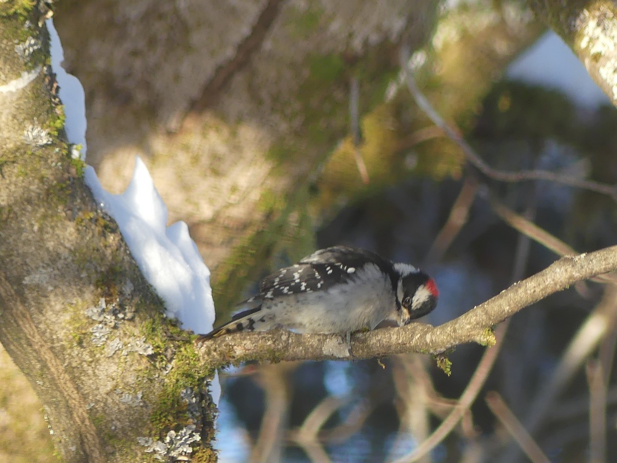 Downy Woodpecker - ML646803352