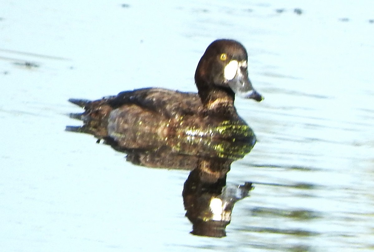 Морская чернеть - ML646803353