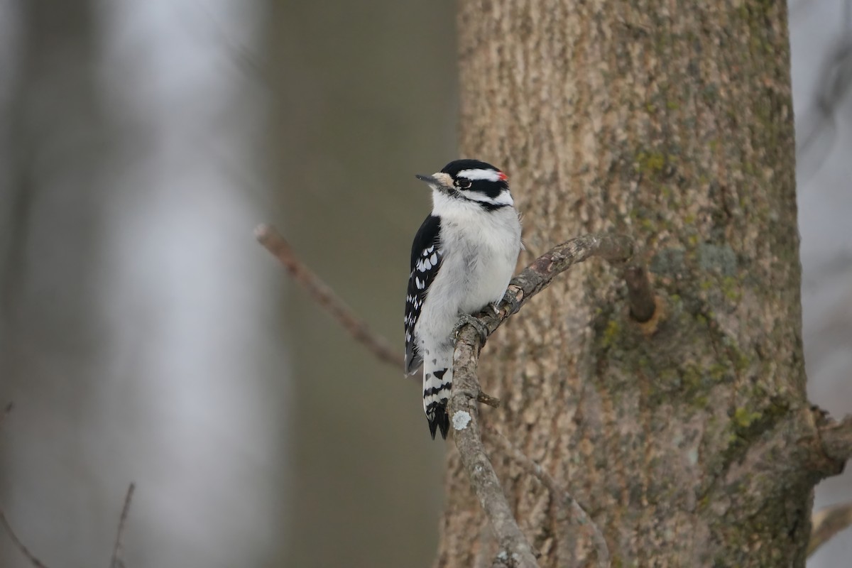 Downy Woodpecker - ML646803355