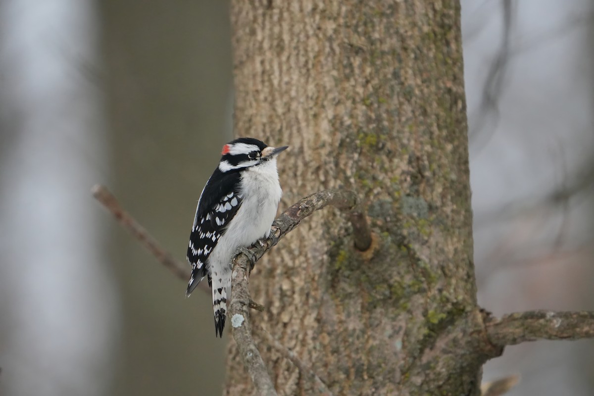 Downy Woodpecker - ML646803356