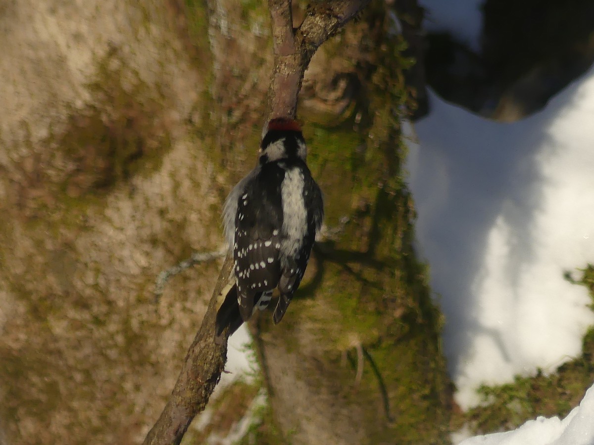 Downy Woodpecker - ML646803357