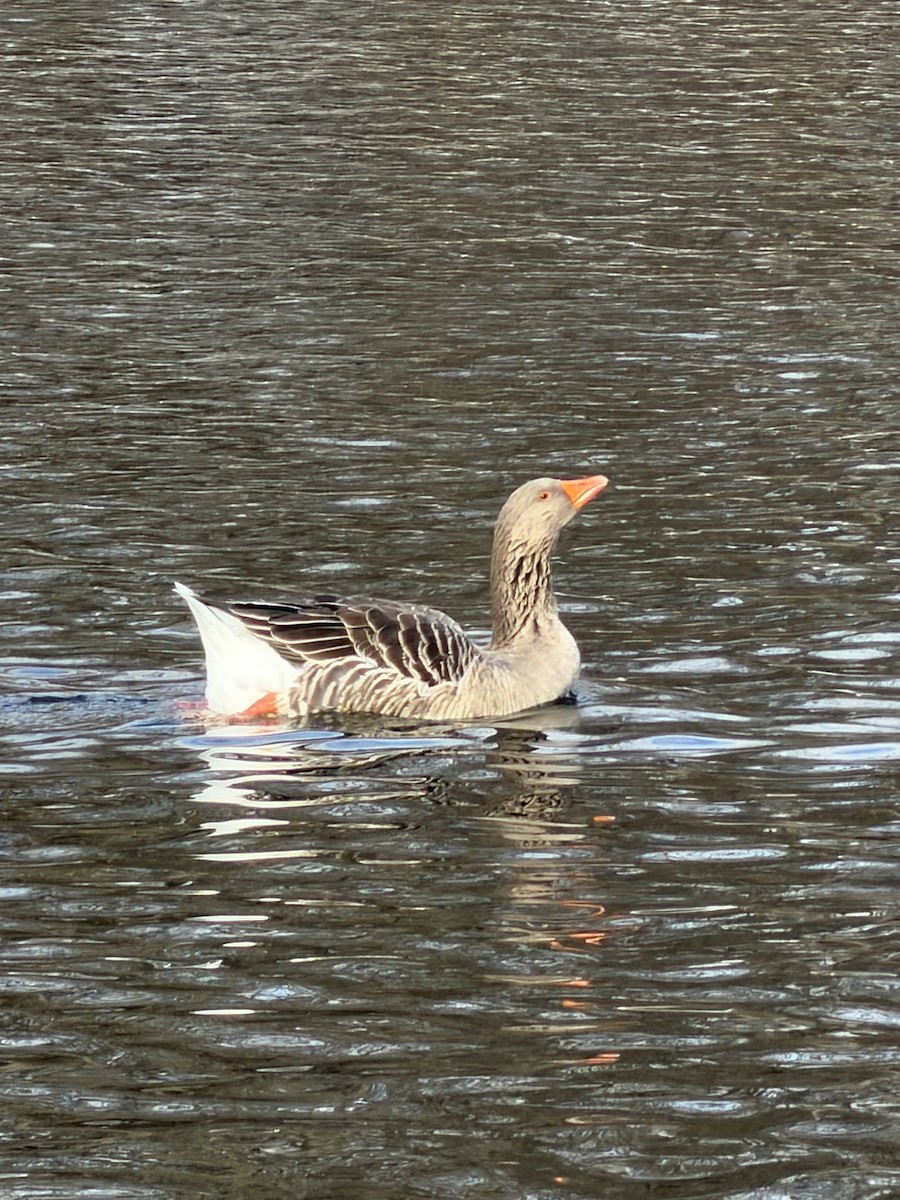Graylag Goose (Domestic type) - ML646803358