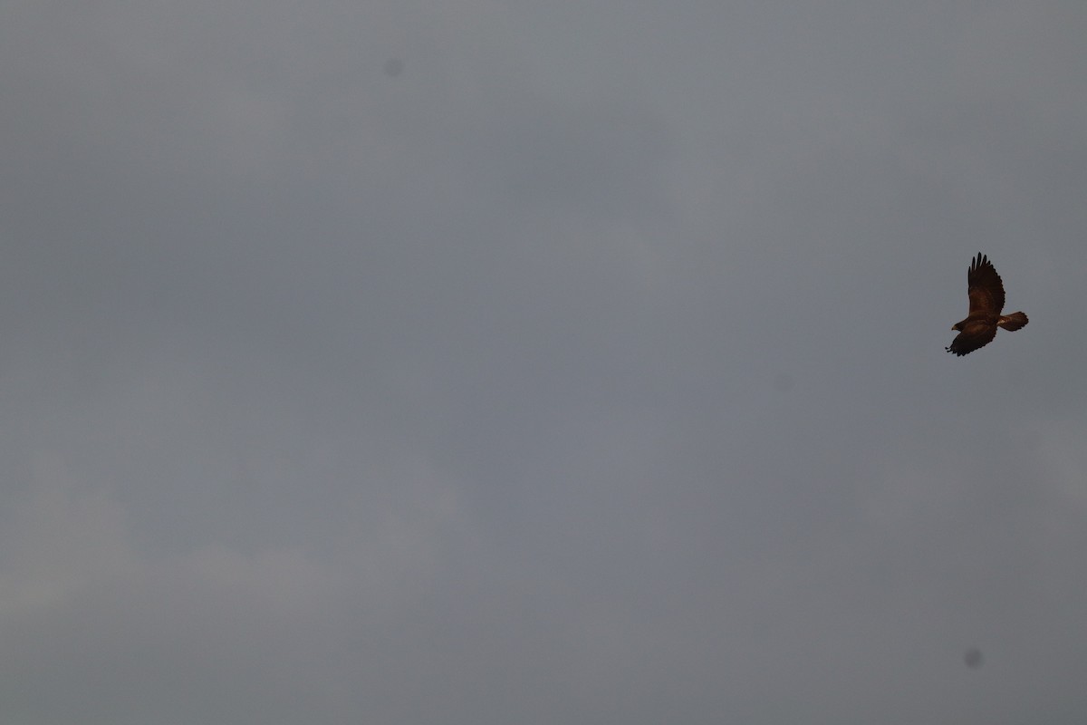 káně rudochvostá - ML646803359