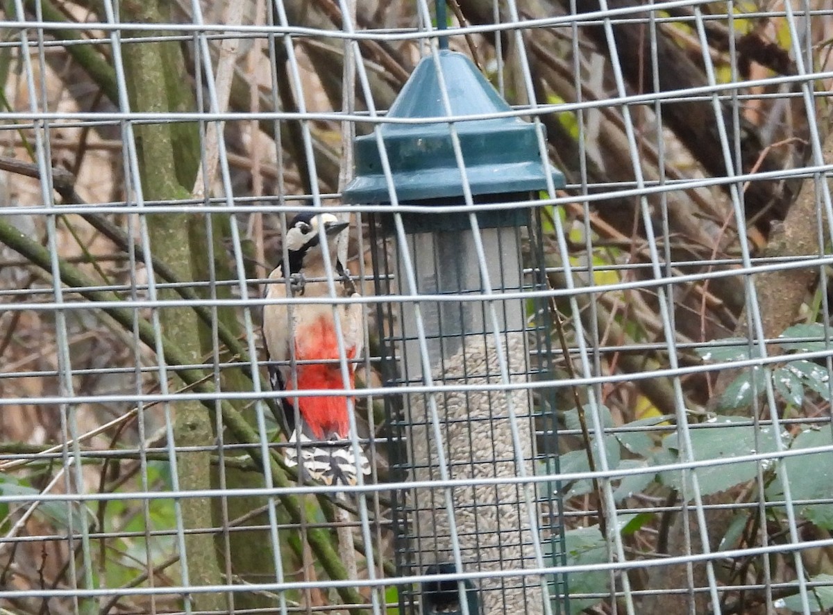 Great Spotted Woodpecker - ML646803360