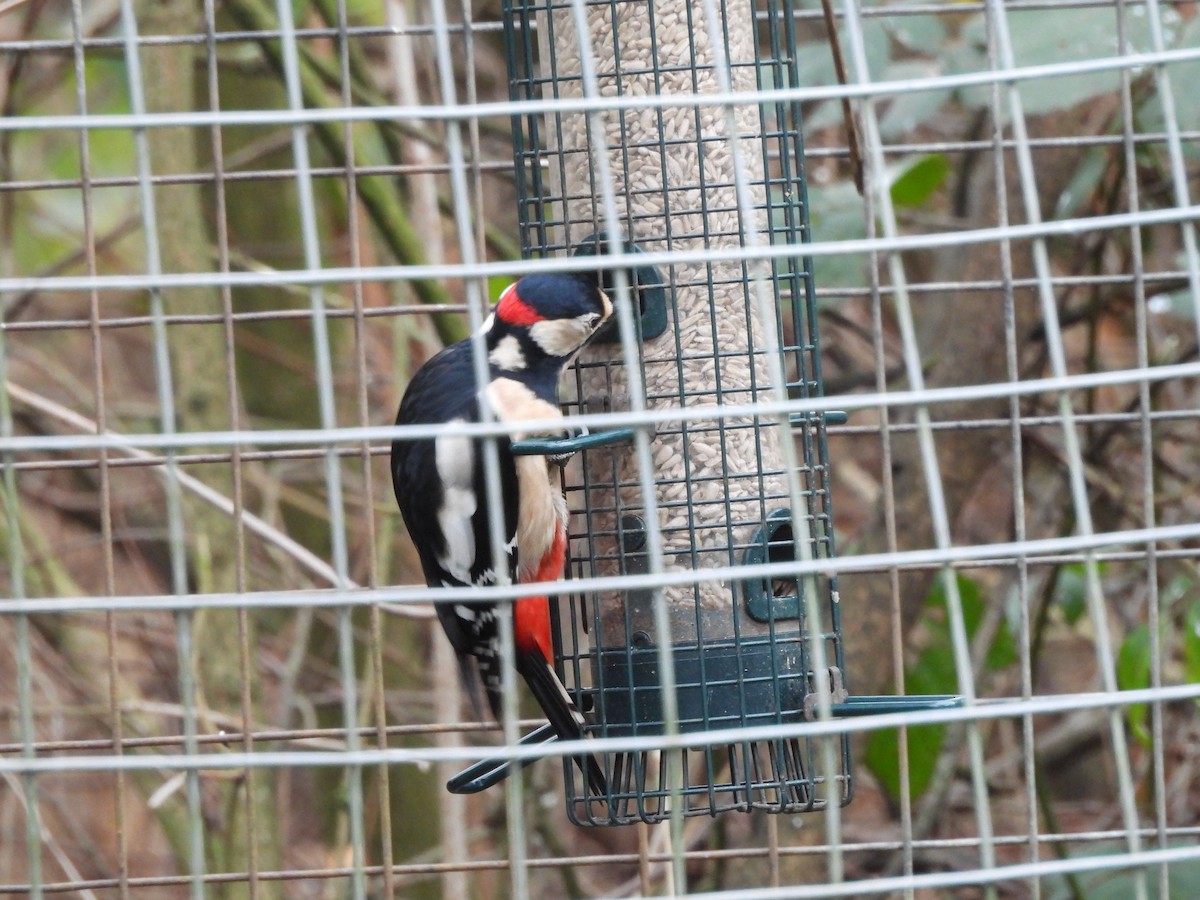 Great Spotted Woodpecker - ML646803361