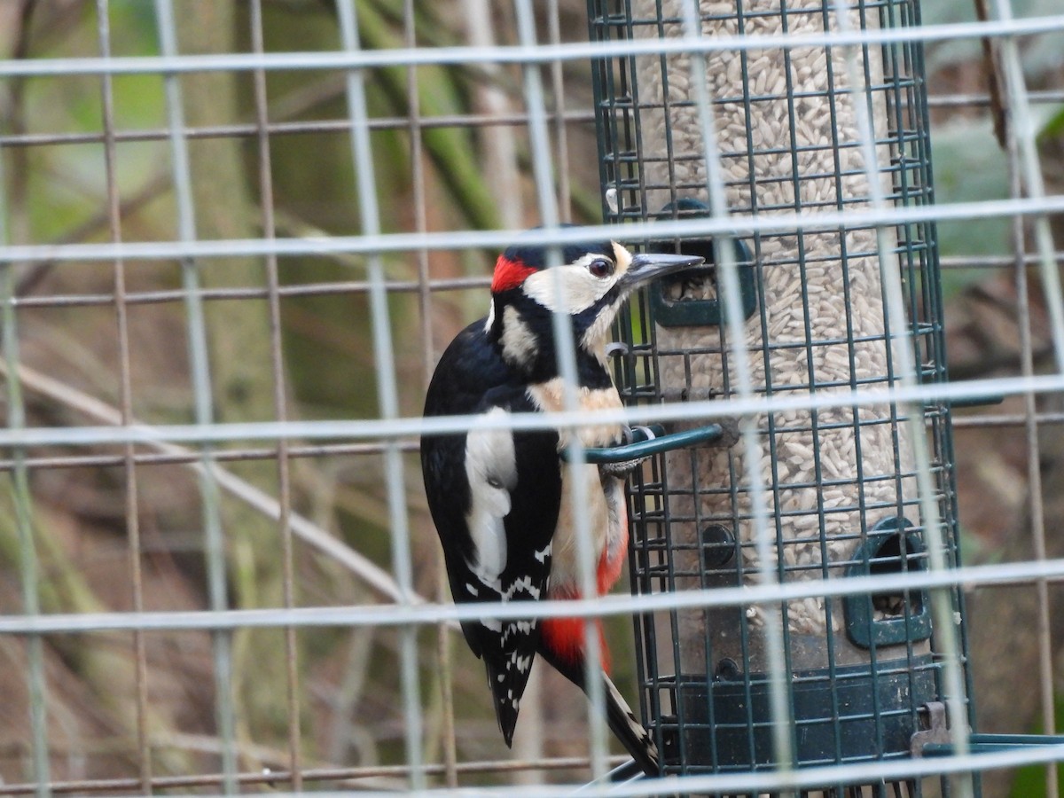 Great Spotted Woodpecker - ML646803362