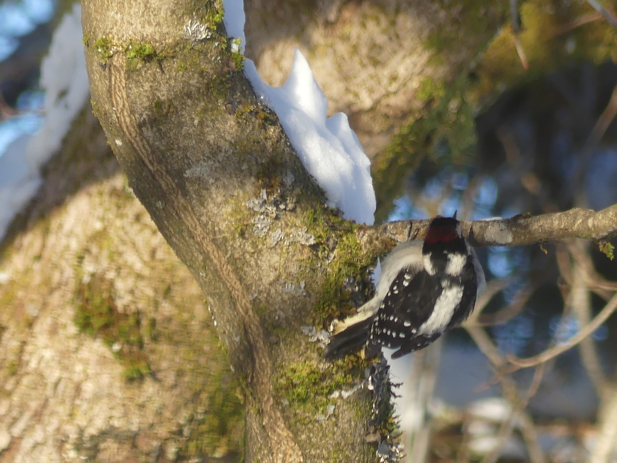 Downy Woodpecker - ML646803365