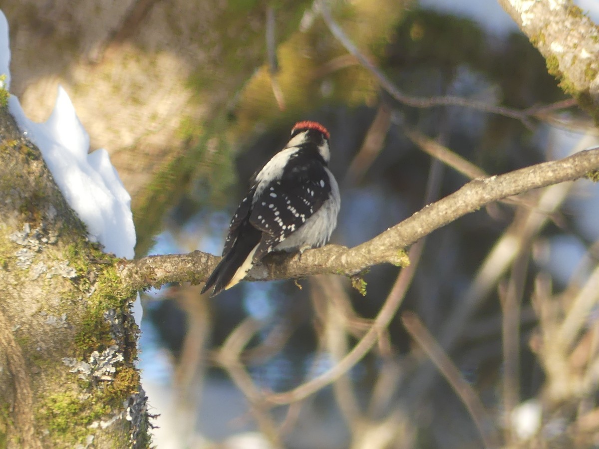 Downy Woodpecker - ML646803369