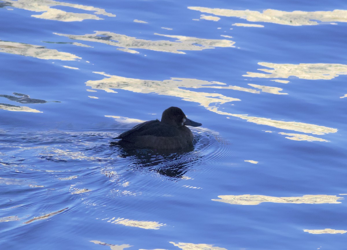 Porrón Bola - ML646803370