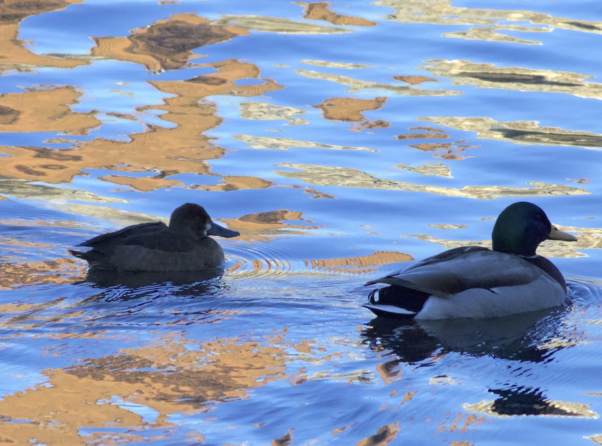 Porrón Bola - ML646803371