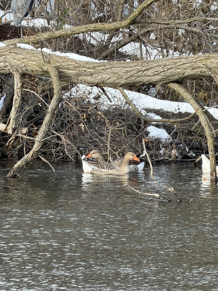 Graylag Goose (Domestic type) - ML646803373