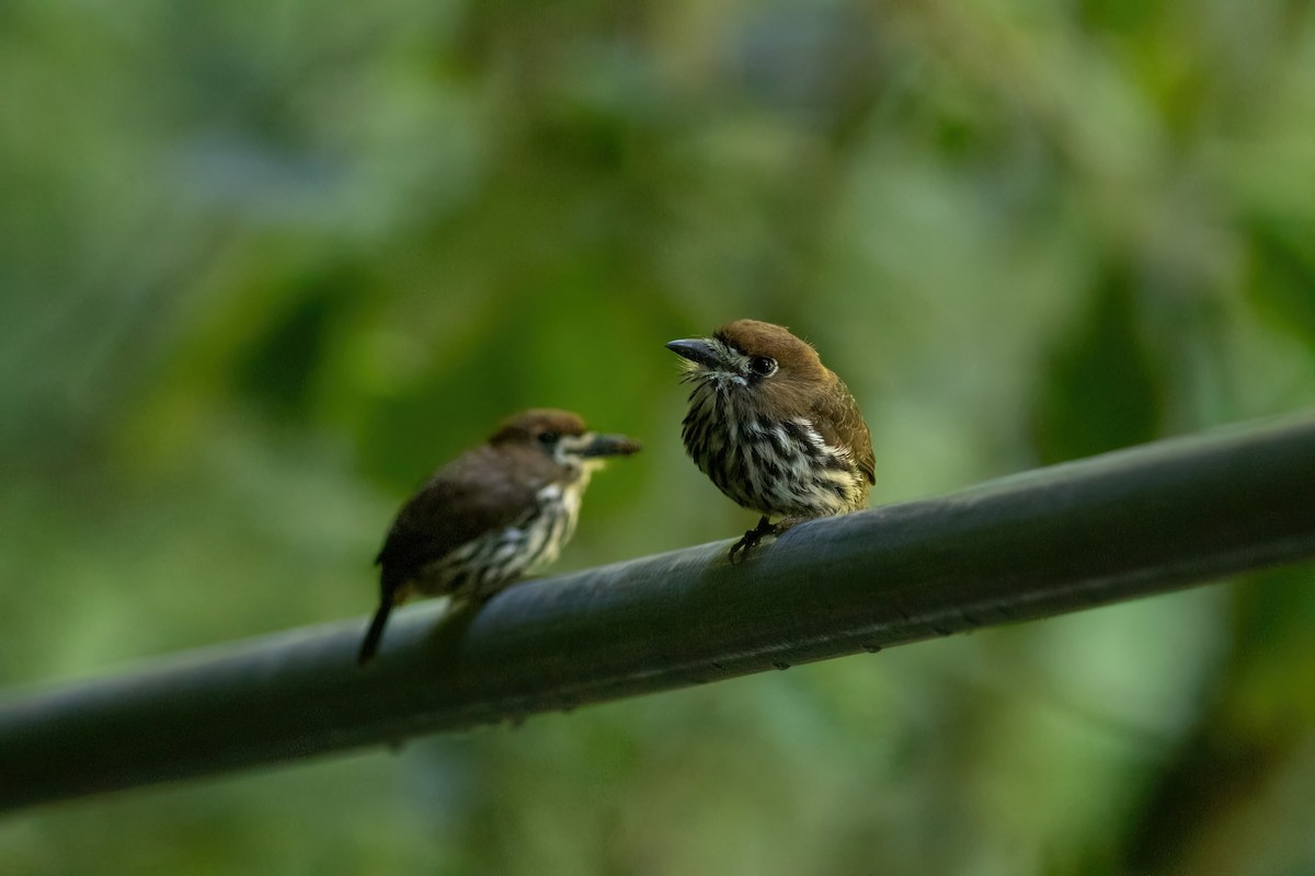 Lanceolated Monklet - ML646803374