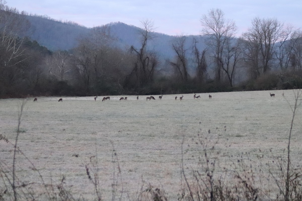 White-tailed Deer - ML646803375