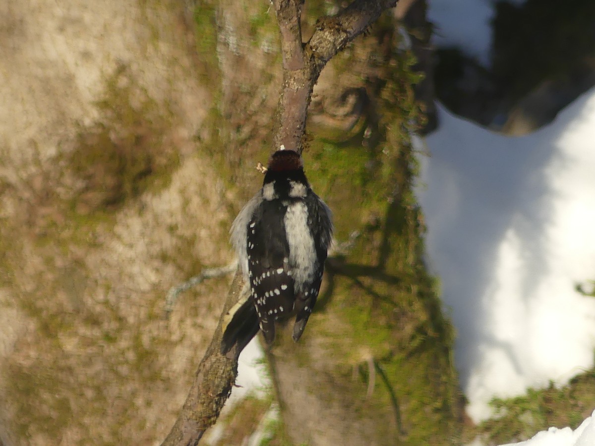Downy Woodpecker - ML646803376