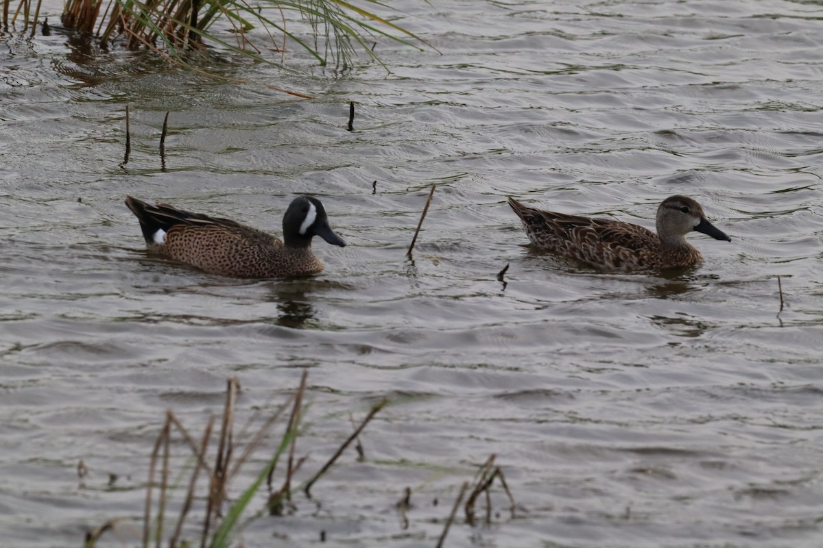 čírka modrokřídlá - ML646803377