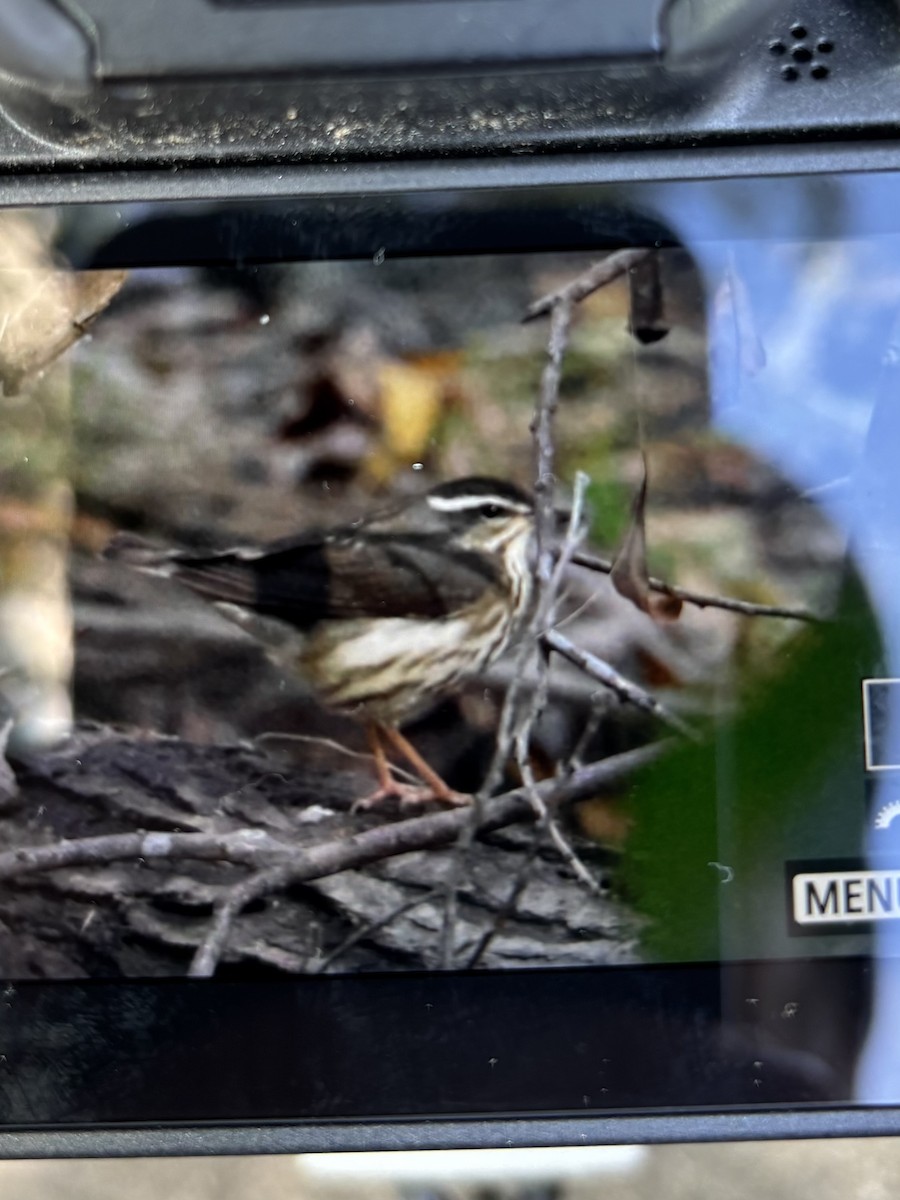 Reinita Charquera de Luisiana - ML646803378