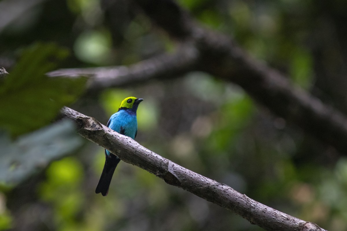 Paradise Tanager - ML646803381