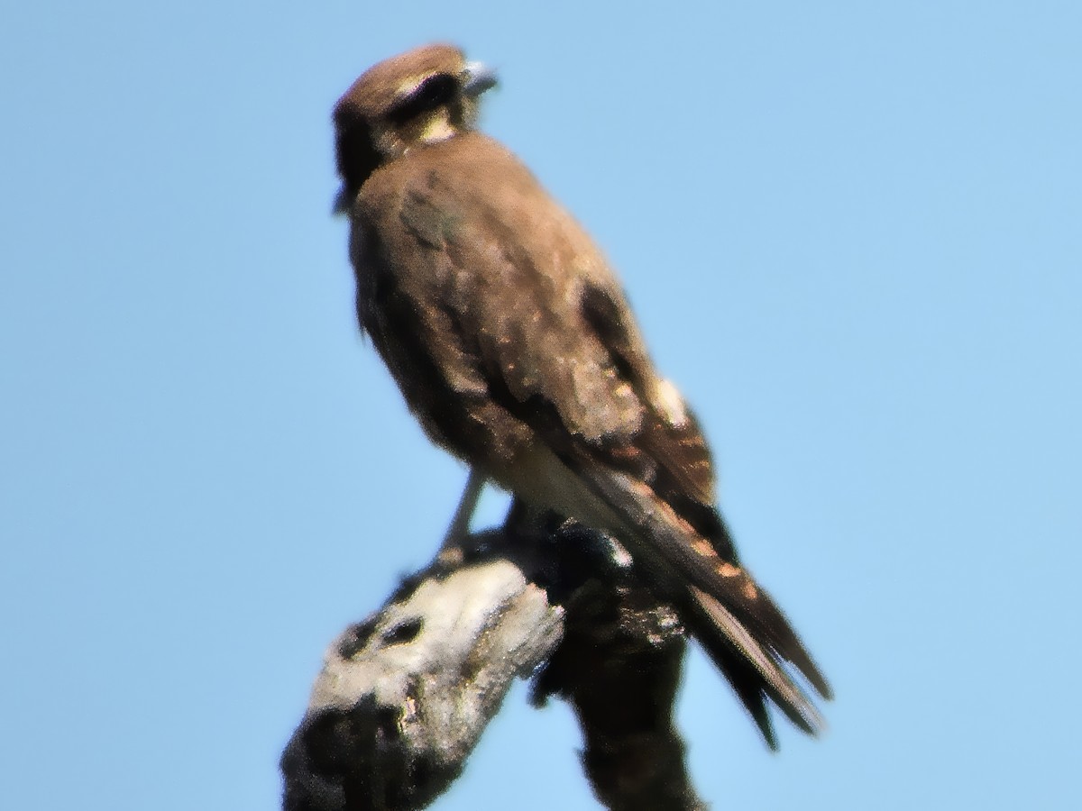 Uzun Bacaklı Doğan - ML646803384