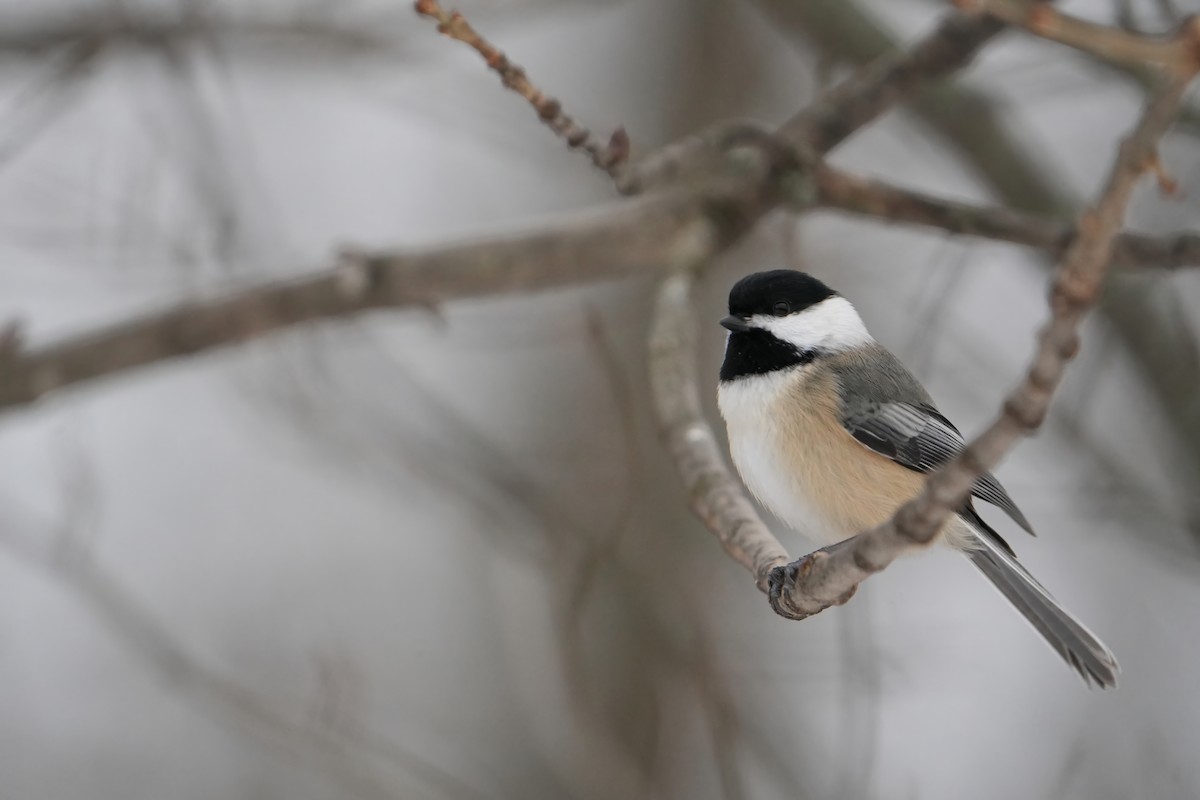 Black-capped Chickadee - ML646803385