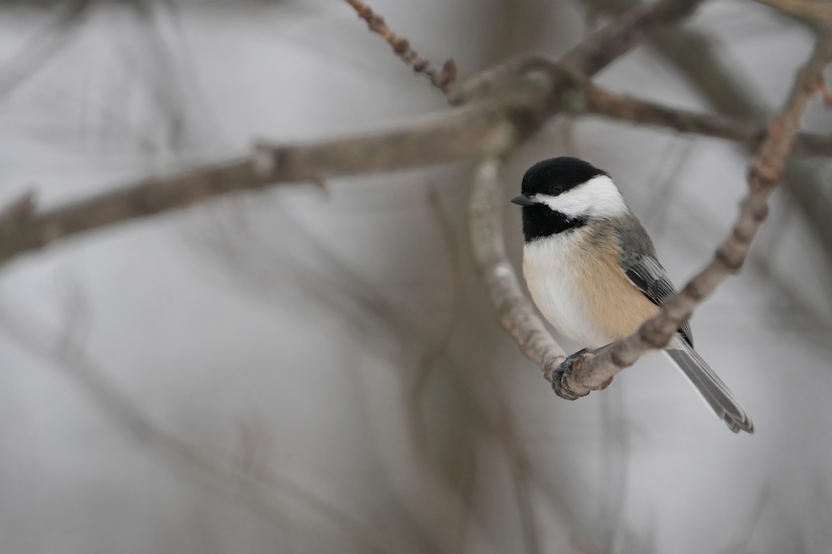 Black-capped Chickadee - ML646803386