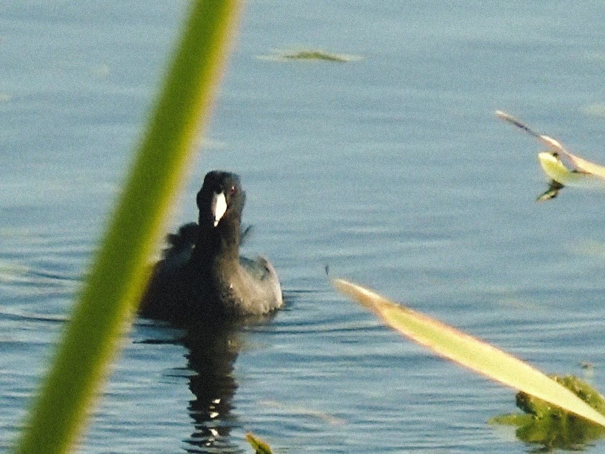 American Coot - ML646803389