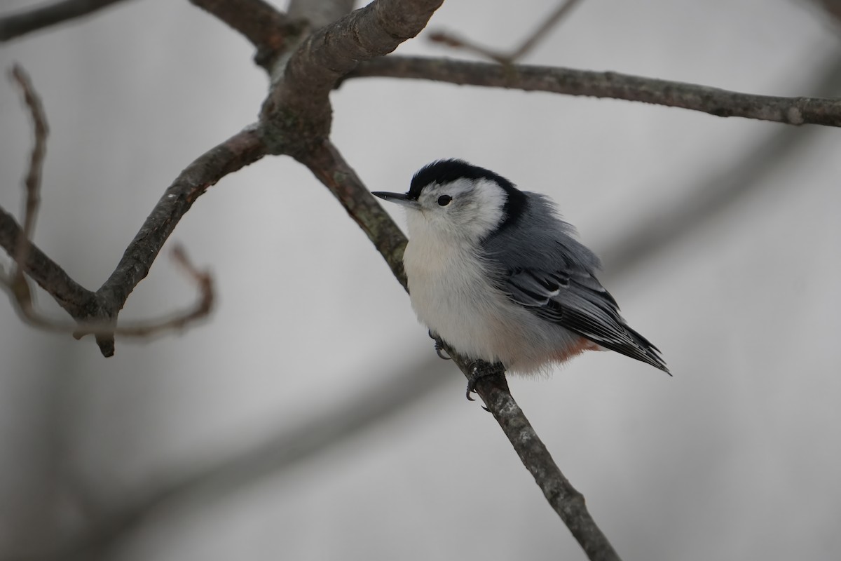White-breasted Nuthatch - ML646803392